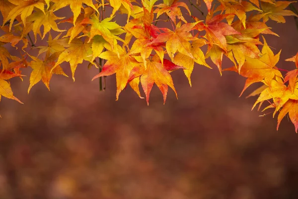 Beaux colorés rouge vif et jaune érable japonais arbres i — Photo