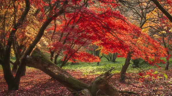 Beautiful colorful vibrant red and yellow Japanese Maple trees i — Stock Photo, Image