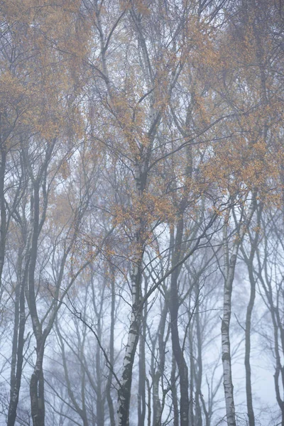Stunning colorful Autumn Fall landscape in foggy Peak District i — Stock Image Stunning colorful Autumn Fall landscape in foggy Peak District i Royalty Free Stock Photos