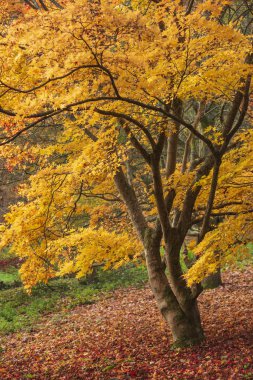 Güzel renkli canlı kırmızı ve sarı Japon Maple ağaçlar ben
