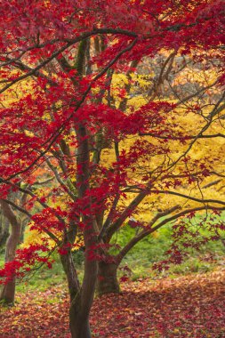 Güzel renkli canlı kırmızı ve sarı Japon Maple ağaçlar ben