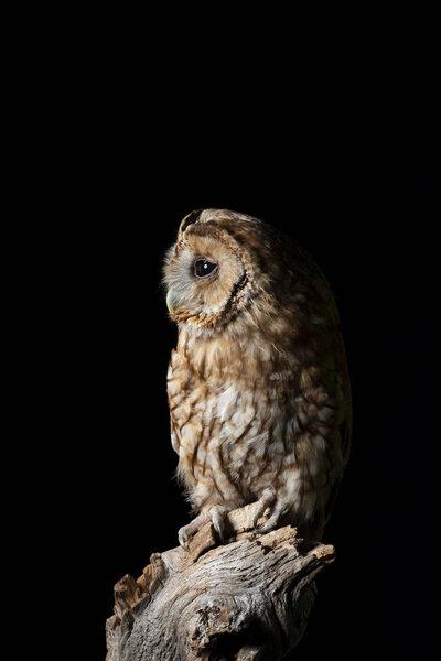 Beautiful portrait of Tawny Owl Strix Aluco isolated on black in studio setting with dramatic lighting