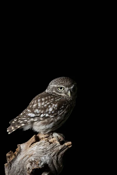 Impresionante retrato de Little Owl Athena Noctua en un ambiente de estudio — Foto de Stock