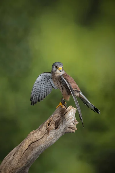 Retrato impressionante de Kestrel Falco Tinnunculus em estúdio — Fotografia de Stock