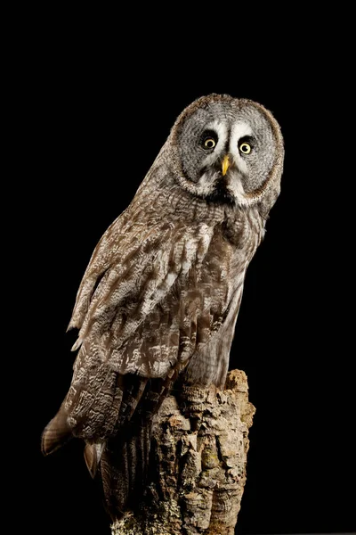 Häpnadsväckande porträtt av Great Grey Owl Strix nebulosa i Studio Set — Stockfoto