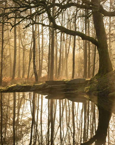 Piękny krajobraz obraz wciąż strumień w lesie w jeziorze — Zdjęcie stockowe