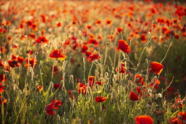 Beautiful Summer landscape of vibrant poppy field in English cou — Stock Photo, Image