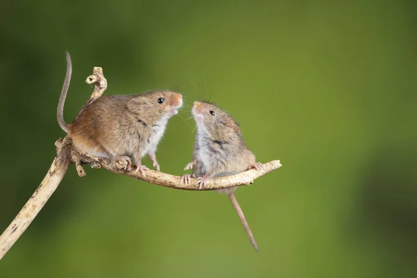 Imádnivaló és aranyos betakarítás egerek Micromys minutus a fa Stick — Stock Fotó