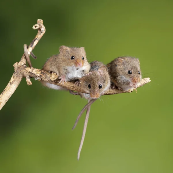 Imádnivaló és aranyos betakarítás egerek Micromys minutus a fa Stick — Stock Fotó