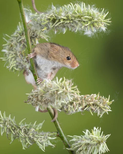 Adorável bonito colheita ratos micromys minutus na flor branca foli — Fotografia de Stock