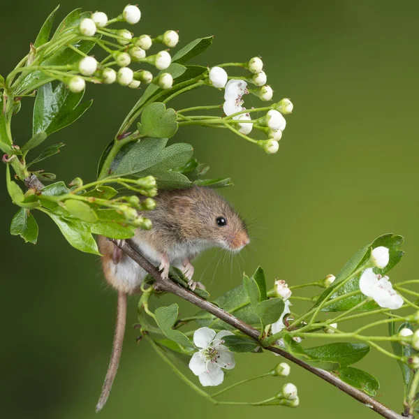 Adorável bonito colheita ratos micromys minutus na flor branca foli — Fotografia de Stock