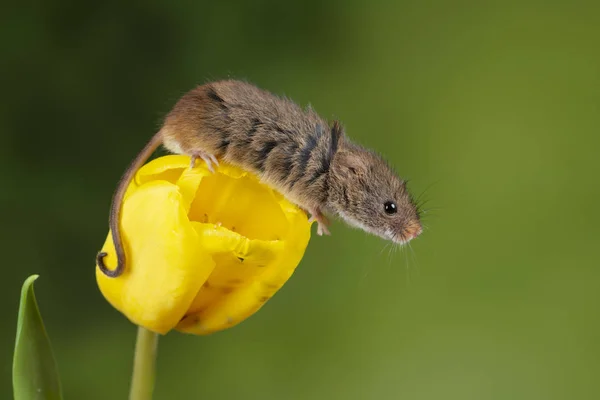 Adorável bonito colheita ratos micromys minutus no fluxo tulipa amarela — Fotografia de Stock