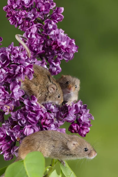 Adorável bonito colheita ratos micromys minutus na flor rosa folia — Fotografia de Stock