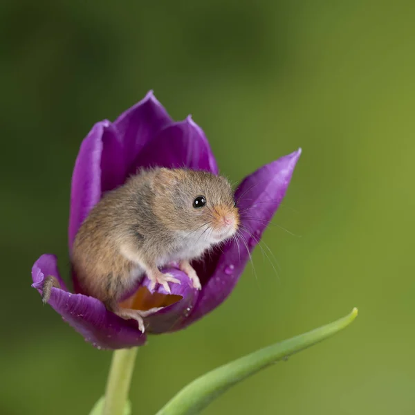 Entzückend süße Ernte Mäuse micromys minutus auf lila Tulpe fließen — Stockfoto