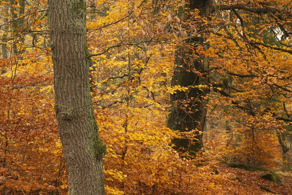 Bela floresta vibrante colorido bosque Outono Outono Outono paisagem — Fotografia de Stock