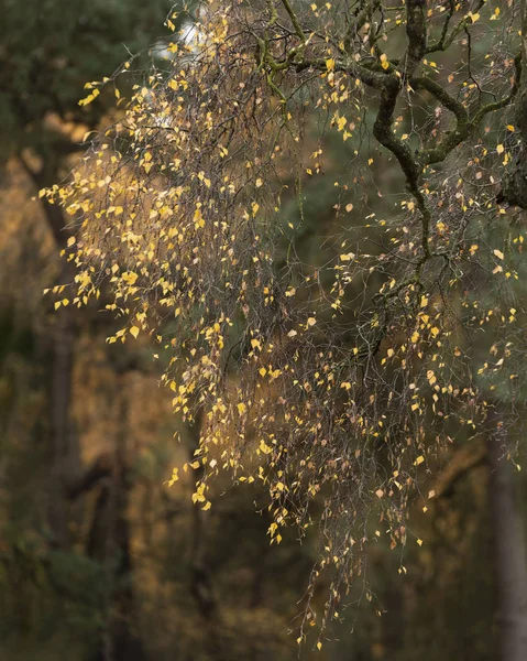 Schön bunt lebendigen Wald Wald Herbst Herbst Landschaft — Stockfoto