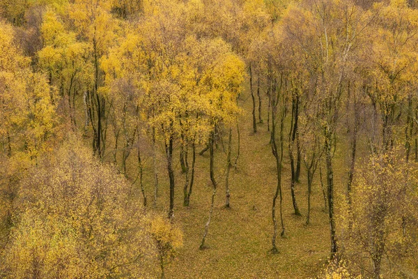 Increíble vista del bosque de abedul de plata con hojas doradas en otoño — Foto de Stock