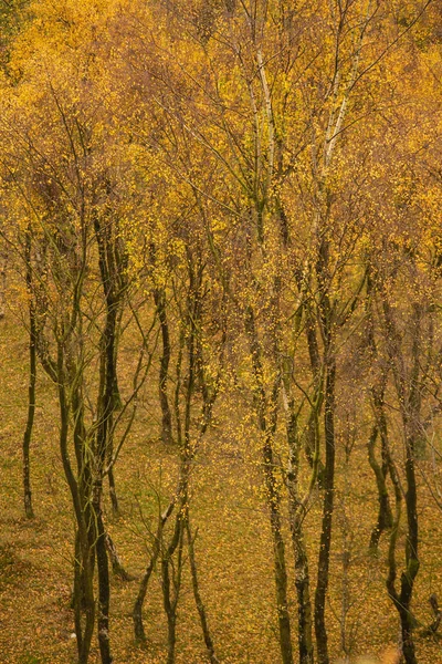 stock image Amazing view of Silver Birch forest with golden leaves in Autumn