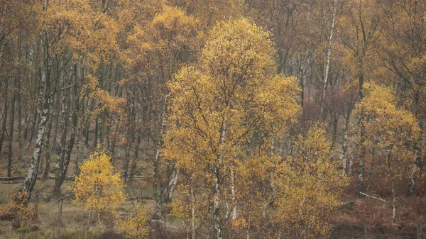 Atemberaubende farbenfrohe Herbstlandschaft im nebligen Peak District i — Stockfoto