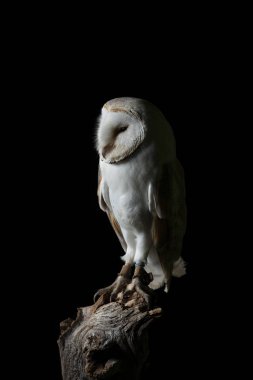 Stüdyo ortamında karlı baykuş Bubo Scandiacus çarpıcı portre