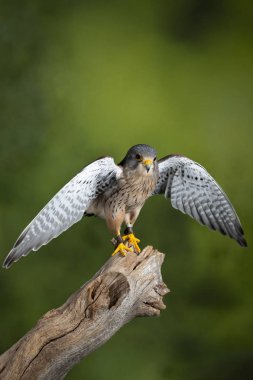 Stüdyo ortamında Kestrel Falco tinnunculus 'un çarpıcı portresi