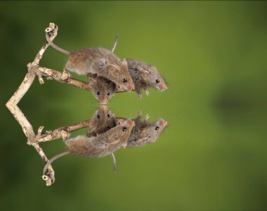 Ahşap sopa üzerinde çok güzel ve sevimli hasat fareler micromys minutus 