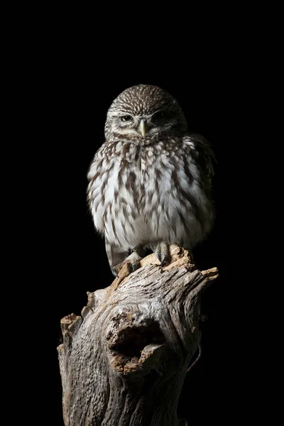 Pompás portréja kisbagoly Athena noctua stúdió környezetben — Stock Fotó