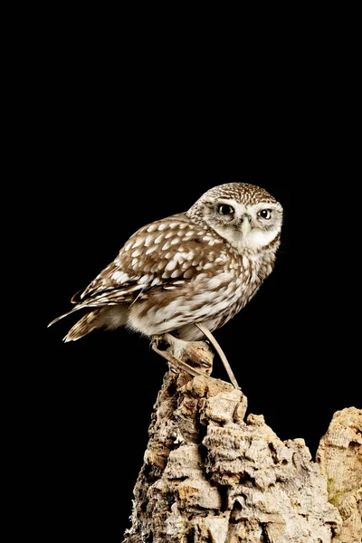 Splendido ritratto di Little Owl Athena Noctua in ambiente studio — Foto Stock