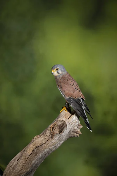 Häpnadsväckande porträtt av Kestrel Falco tinnunculus i Studio Setting — Stockfoto