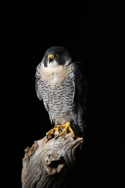 Impresionante retrato del halcón peregrino Falco Peregrinus en el estudio — Foto de Stock