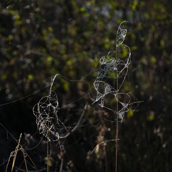 Hermosa imagen de paisaje de detalle de tela de araña en frío rocío fro —  Fotos de Stock