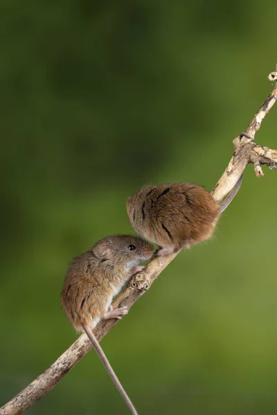 Entzückende und süße Erntemäuse micromys minutus auf Holzstab — Stockfoto