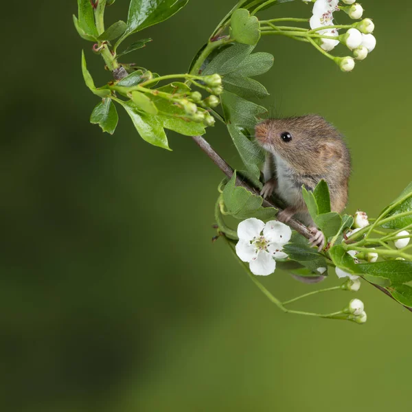 Adorable souris de récolte mignon micromys minutus sur foli fleur blanche — Photo