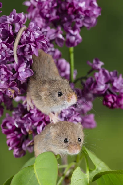 Adorable cute harvest mice micromys minutus on pink flower folia — Stock Photo, Image