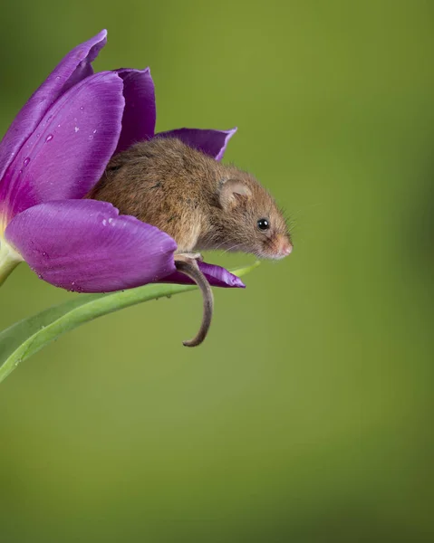 Imádnivaló aranyos betakarítás egerek Micromys minutus a lila tulipán flow — Stock Fotó