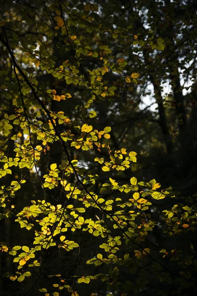 Όμορφα ζωντανά φθινοπωρινό φθινόπωρο δέντρα σε φθινόπωρο χρώμα στο νέο δάσος — Φωτογραφία Αρχείου