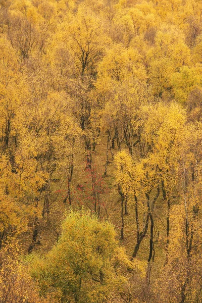 Prachtig uitzicht van Silver Birch woud met gouden bladeren in de herfst — Stockfoto