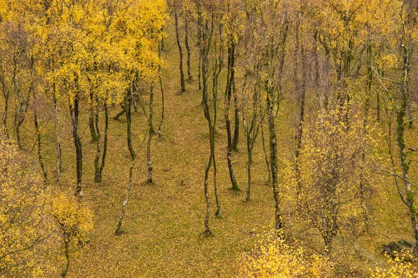 秋の黄金の葉で白樺林のすばらしい眺め — ストック写真
