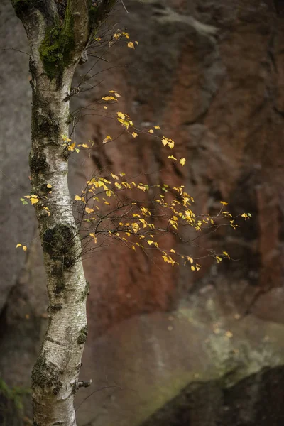 Schön bunt lebendigen Wald Wald Herbst Herbst Landschaft — Stockfoto