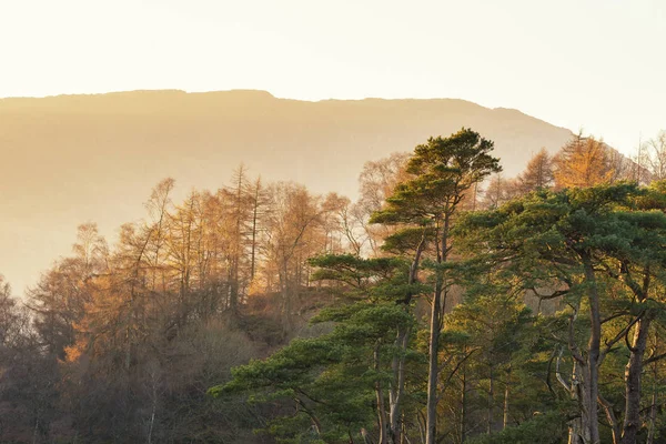 カラマツと松の木の美しい秋の風景画像 — ストック写真