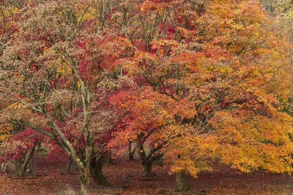 Όμορφη πολύχρωμα ζωηρά κόκκινα και κίτρινα ιαπωνικός σφένδαμνος δέντρα μου — Φωτογραφία Αρχείου