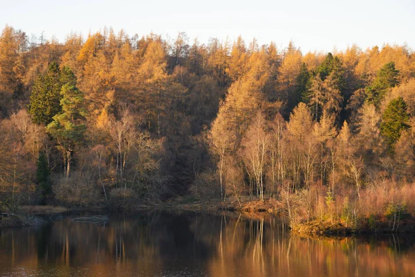 Beautiful landscape image of Tarn Hows in Lake District during b — Stock Image Beautiful landscape image of Tarn Hows in Lake District during b Stock Picture
