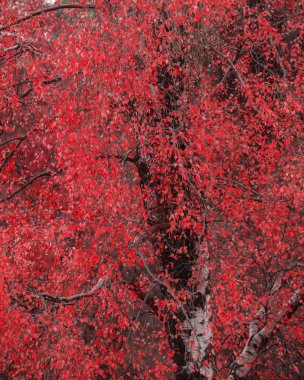 Gerçeküstü alternatif kırmızı renk canlı orman ormanlık sonbahar sonbahar 