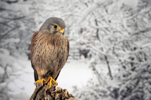 Stunning portait of Kestrel Falco Tinnunculus in studio setting — Stock Photo, Image