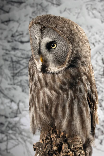 Retrato impressionante de Great Grey Owl Strix Nebulosa em estúdio — Fotografia de Stock