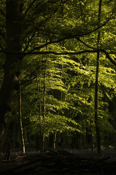 Beautiful Spring landscape image of forest of beech trees with d — Stock Photo, Image