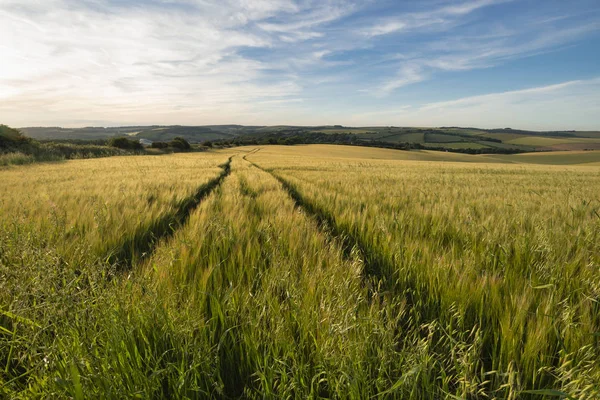Nádherná letní krajina zemědělských polí v anglickém COU — Stock fotografie