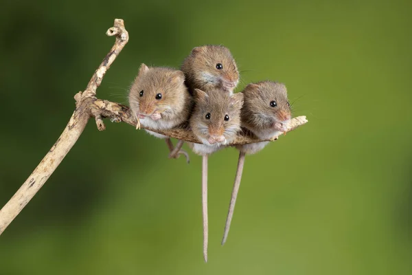 Suloinen ja söpö sato hiiret micromys minutus puinen keppi — kuvapankkivalokuva