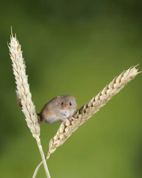 Adorable linda cosecha ratones micromys minutus en tallo de trigo con — Foto de Stock