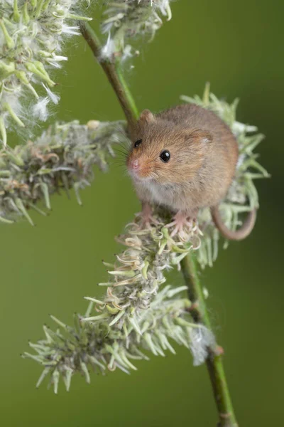 Entzückende süße Ernte Mäuse micromys minutus auf weißen Blüten foli — Stockfoto